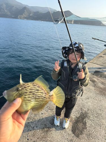 カワハギの釣果