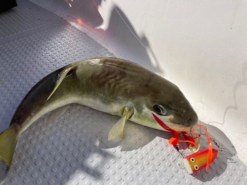シロサバフグの釣果