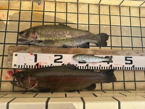 日進市総合運動公園プールフィッシング