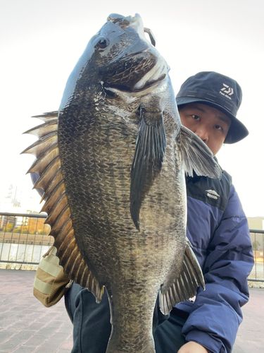 クロダイの釣果