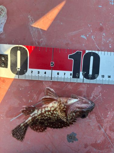 アラカブの釣果