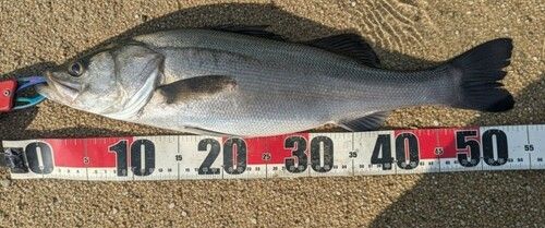 ハネ（マルスズキ）の釣果