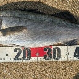 ハネ（マルスズキ）