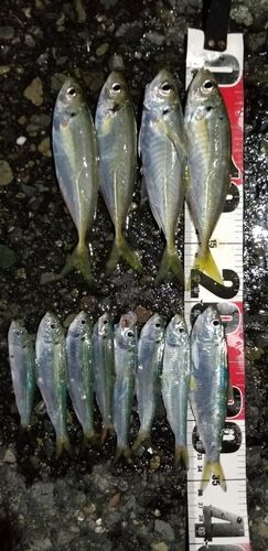 アジの釣果