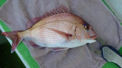 マダイの釣果