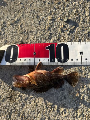 アラカブの釣果