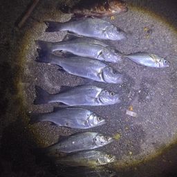 セイゴ（ヒラスズキ）