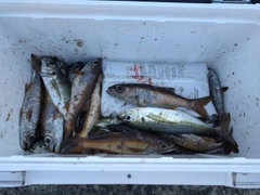 ムツの釣果