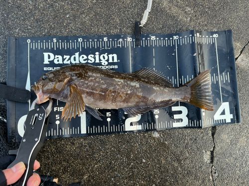 アイナメの釣果