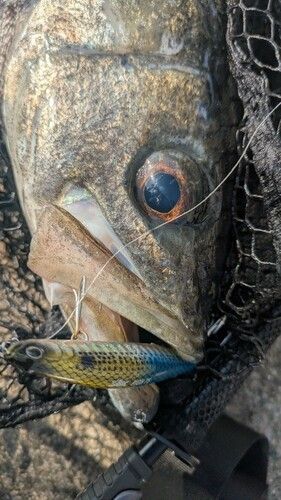 スズキの釣果