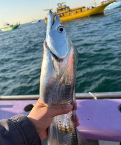 タチウオの釣果