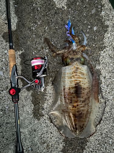 アオリイカの釣果