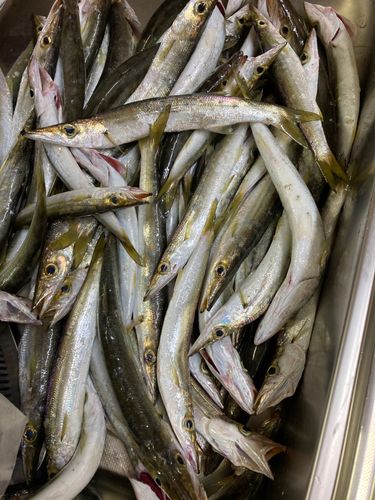 アカカマスの釣果