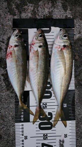 マアジの釣果