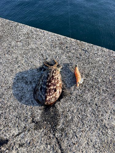 コウイカの釣果