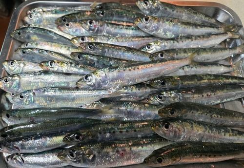 マイワシの釣果