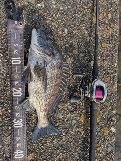 クロダイの釣果