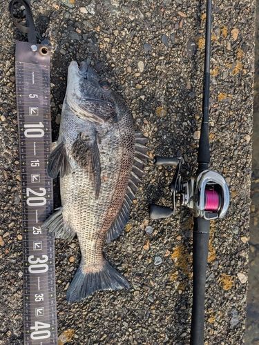 クロダイの釣果