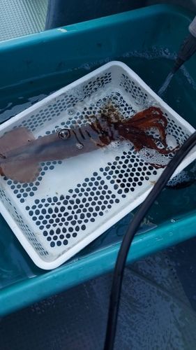 スルメイカの釣果