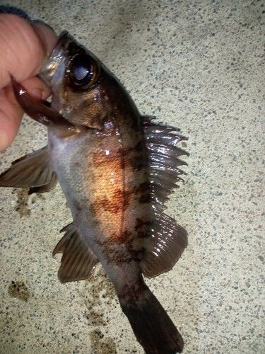 三陸海岸（岩手）