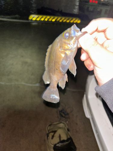 メバルの釣果