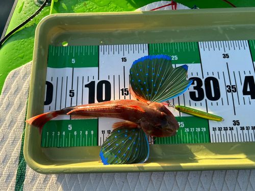 ホウボウの釣果