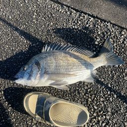 ミナミクロダイ