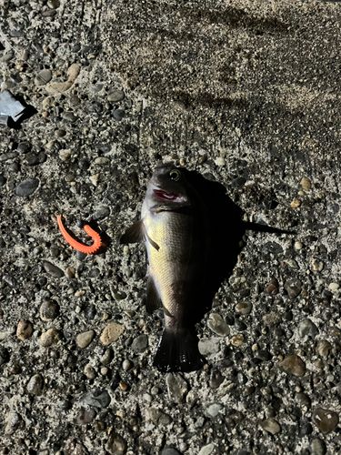 クロメバルの釣果