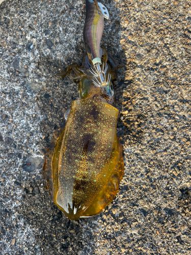 アオリイカの釣果