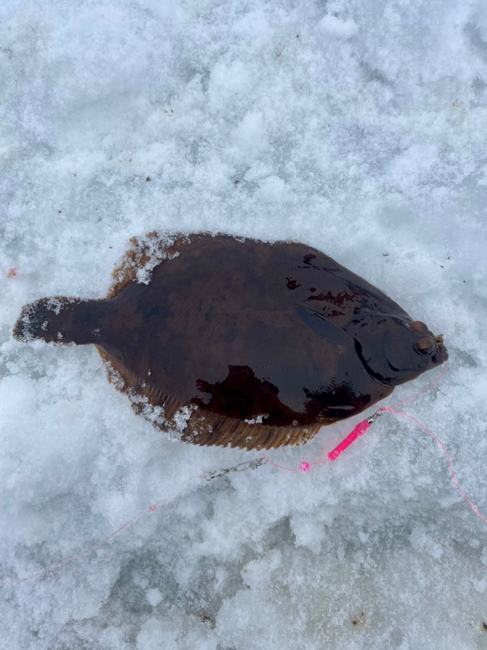 クロガシラガレイ