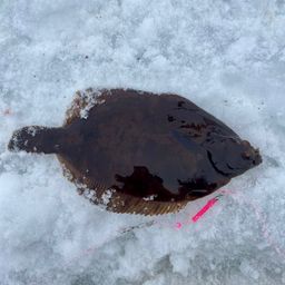 クロガシラガレイ