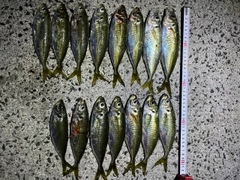 アジの釣果