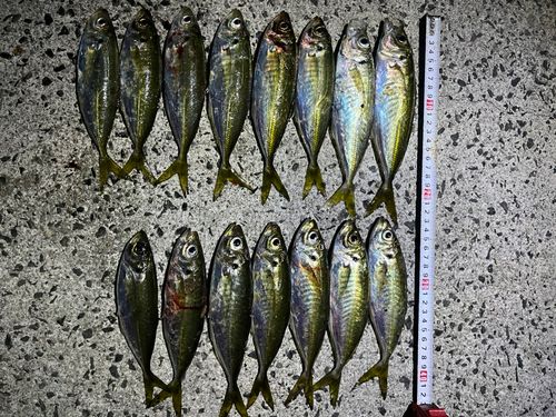 アジの釣果