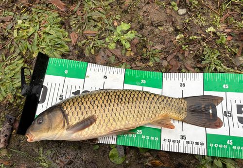 コイの釣果