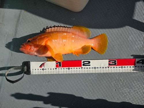 アカハタの釣果