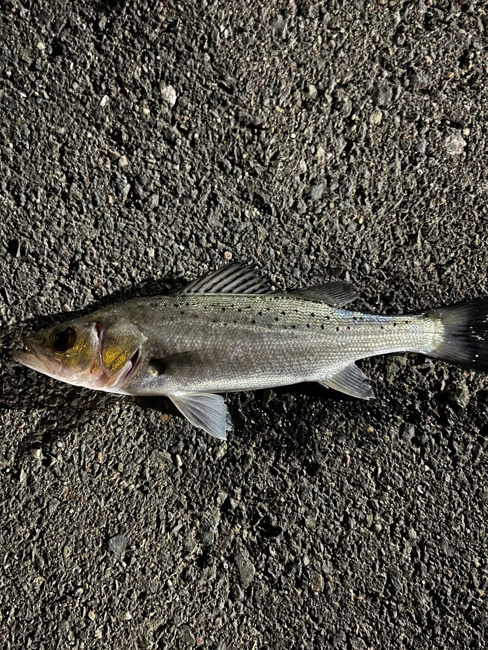 セイゴ（タイリクスズキ）