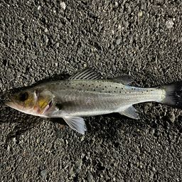 セイゴ（タイリクスズキ）