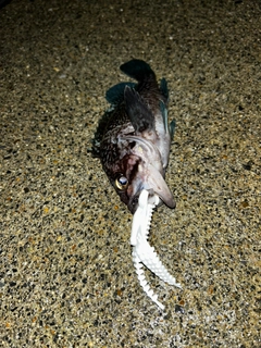 マゾイの釣果