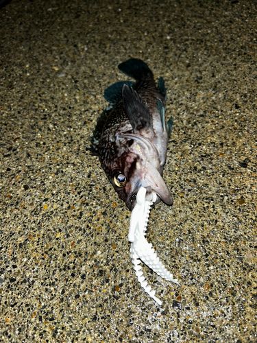 船越湾（岩手）