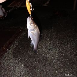 セイゴ（マルスズキ）