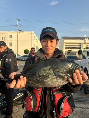 グレの釣果