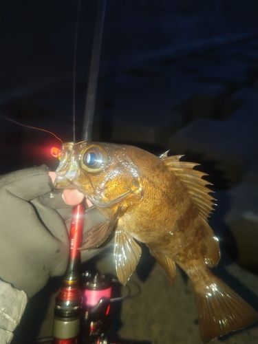 メバルの釣果
