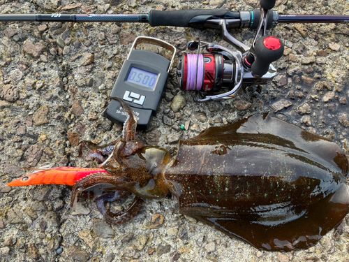 アオリイカの釣果