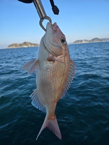 タイの釣果