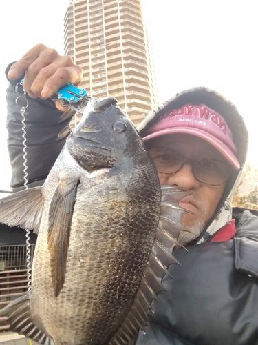 クロダイの釣果