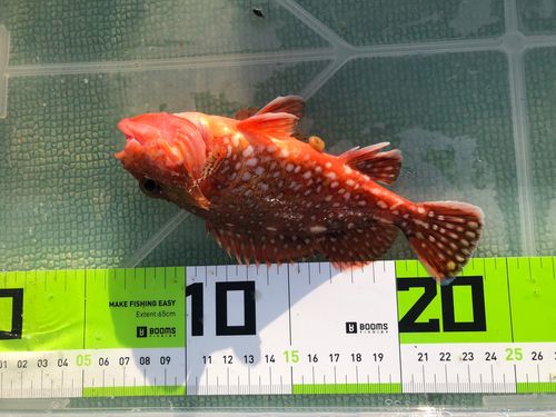 ウッカリカサゴの釣果