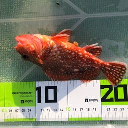 ウッカリカサゴ