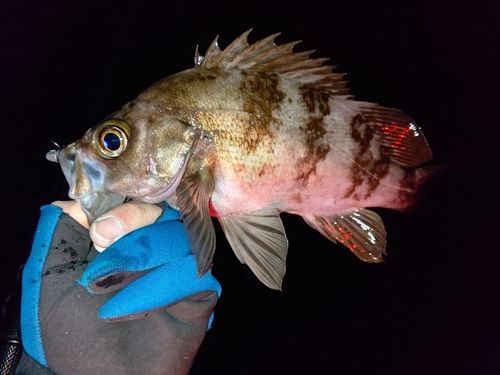 シロメバルの釣果