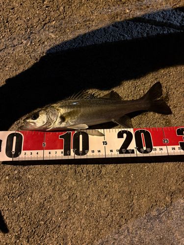 セイゴ（マルスズキ）の釣果