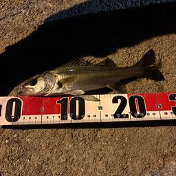 セイゴ（マルスズキ）